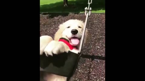 THIS BEAUTIFUL DOG IS HAVING A GOOD TIME