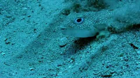 Puffer Fish Creates This Blue Water Art ~: }