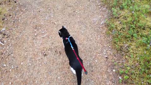 HIKING WITH YOUR CAT? YOU CAN DO IT