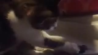 A Cat Playing Nailcuter 😎
