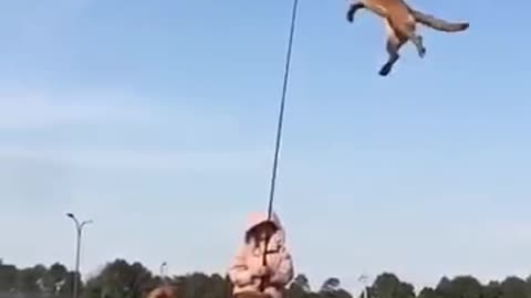 Flying Dog! Chinese dog trainer's work