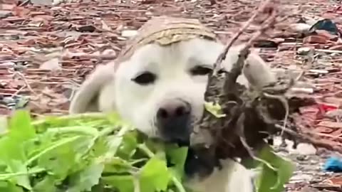 Funniest Animals 2023 😂 Funny Cats and Dogs 🐱🐶 | Funny Animal Videos🐕 pets lover-Animal lover # 28