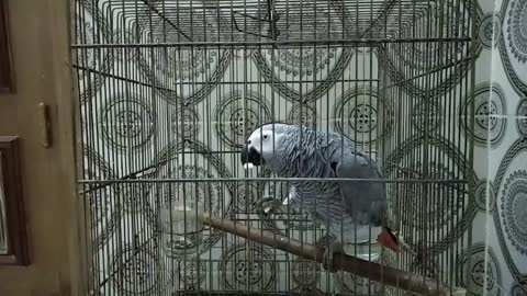 Cute parrot eating popcorn