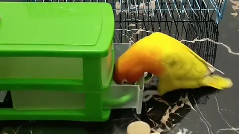 Teach smart little parrots - the most endearing and talented parrots