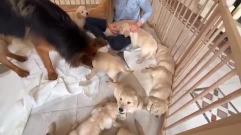 German Shepherd Meets Puppies for The First Time