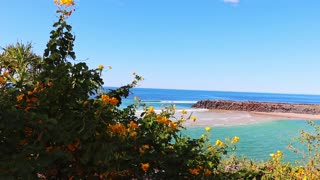 Sunflowers in Burleigh Heads National park