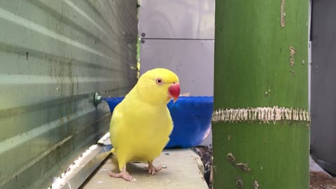 Yellow and Red Parrot