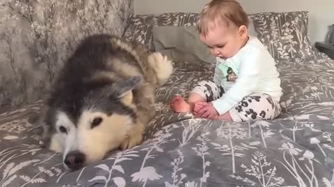 Baby & Husky Wake Up in The Cutest Way!! Baby Asks For Kisses!😭.