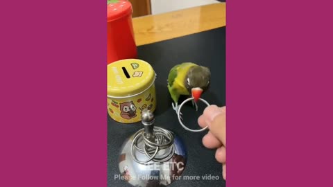 OMG!😍 Smart Parrots Video (2023)