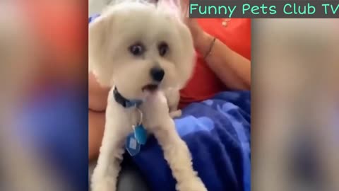 Funny Animal Videos 🤣 Funniest Cats and Dogs Videos 2024