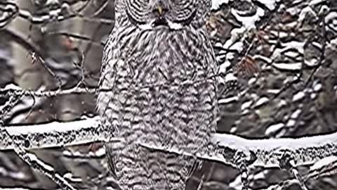 The owl in the snow, doesn't look very handsome