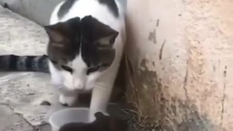 Cat-Rat funny video | Biryani de de
