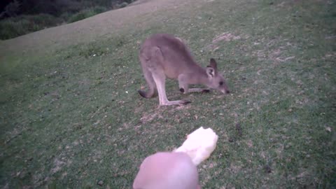Kangaroo up close, feeding and petting a wild kangaroo!