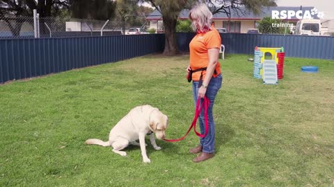 How to teach your dog 👍