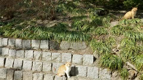 cats in the palace