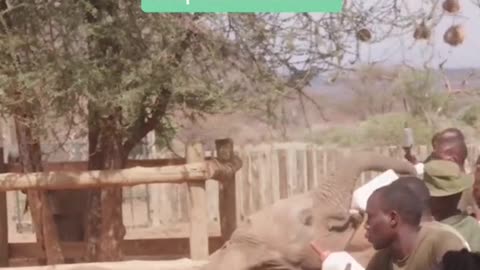 Pachy your trunks & visit rescued baby elephants in Kenya.