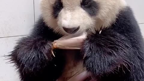 Giant Panda: there are ~ ~ ~ national treasure pandas during the day 🐼