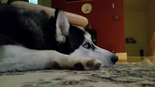 Husky fascinado con una película de huskies basada en una historia real