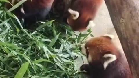 Red pandas and giant pandas are just as cute