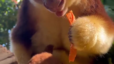 Kangaroo Eats With Baby In Pouch