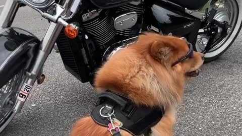 Biker Dog Is Ready To Hit The Open Road