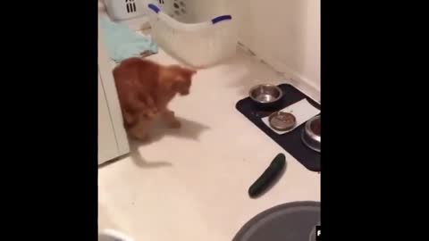 Cat's Strong Reaction to Cucumber