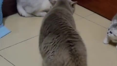 Cat Funny Viral Video