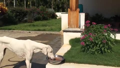 Recipe- RAGI MALT Best Homemade Dog Food