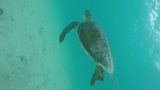 Three sea-turtles.