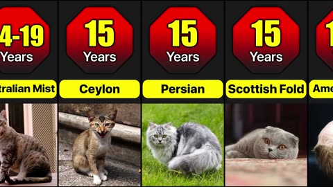 Lifespan Of Different Cat Breeds | How Many Years Do Different Cat Breeds Live?