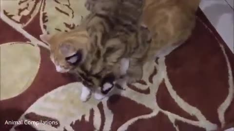 Adorable Baby Tiger Cubs Playing