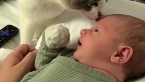 Puppy Love & Kitty Cuddles: Ultimate Pet Showdown
