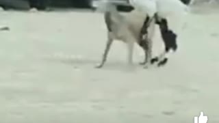 Goat Fun With Dog 🤣