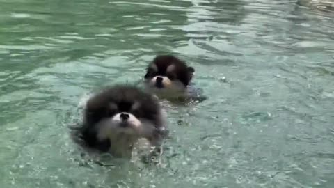 My friend join me in swimming, will you??