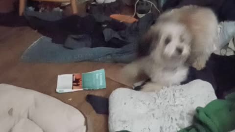 Puppy wants to slam dance...come on you guys!