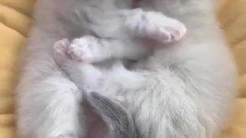 A Kitten's Heartwarming Hug