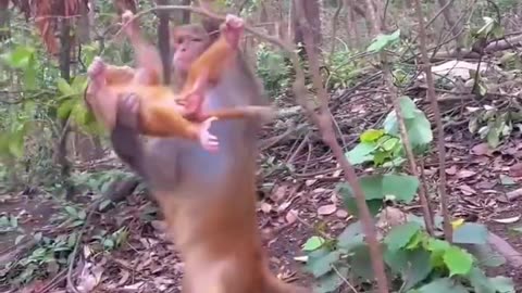 Macaque Monkey Teaching Her Baby To Climb