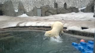 Polar Bears Play