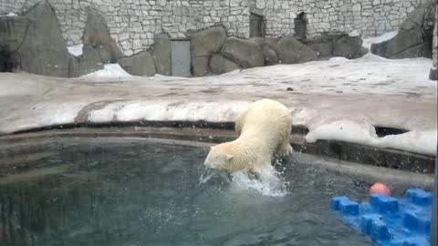 Polar Bears Play