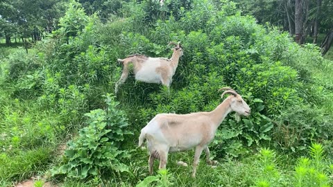 Goats Eating on the Hill 07.2022