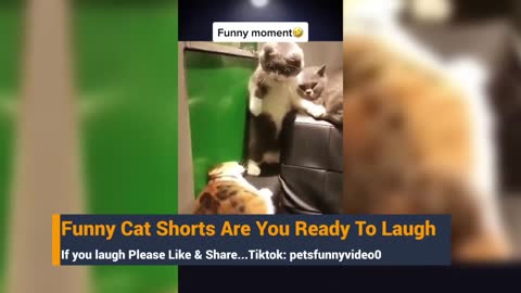 Funny Cat Shorts 2