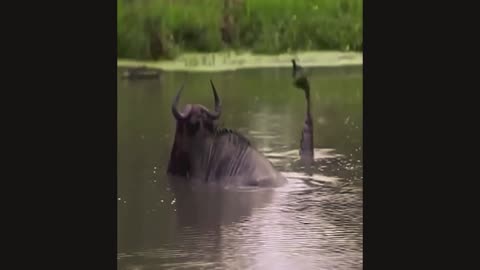 Intense battle between crocodile and gazelle