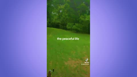 The peaceful Life