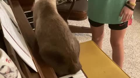 Cat playing piano