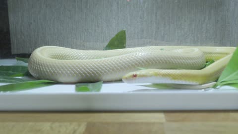 Close-Up Shot of a Snake