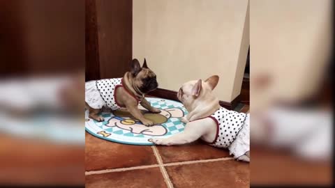 Baby Dogs: A Collection of Cute and Funny Dog Videos (2019)
