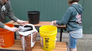 Planting Potatoes in Buckets