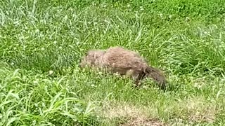 He turned his back to me. How rude! 😀 | The Rural Outdoors