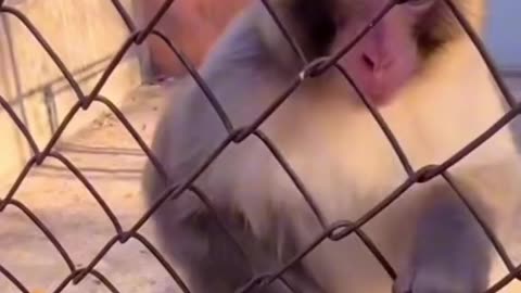 monkey playing with socks