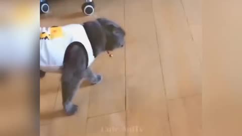 Cat what do this work. Cat funny moments 😺😺